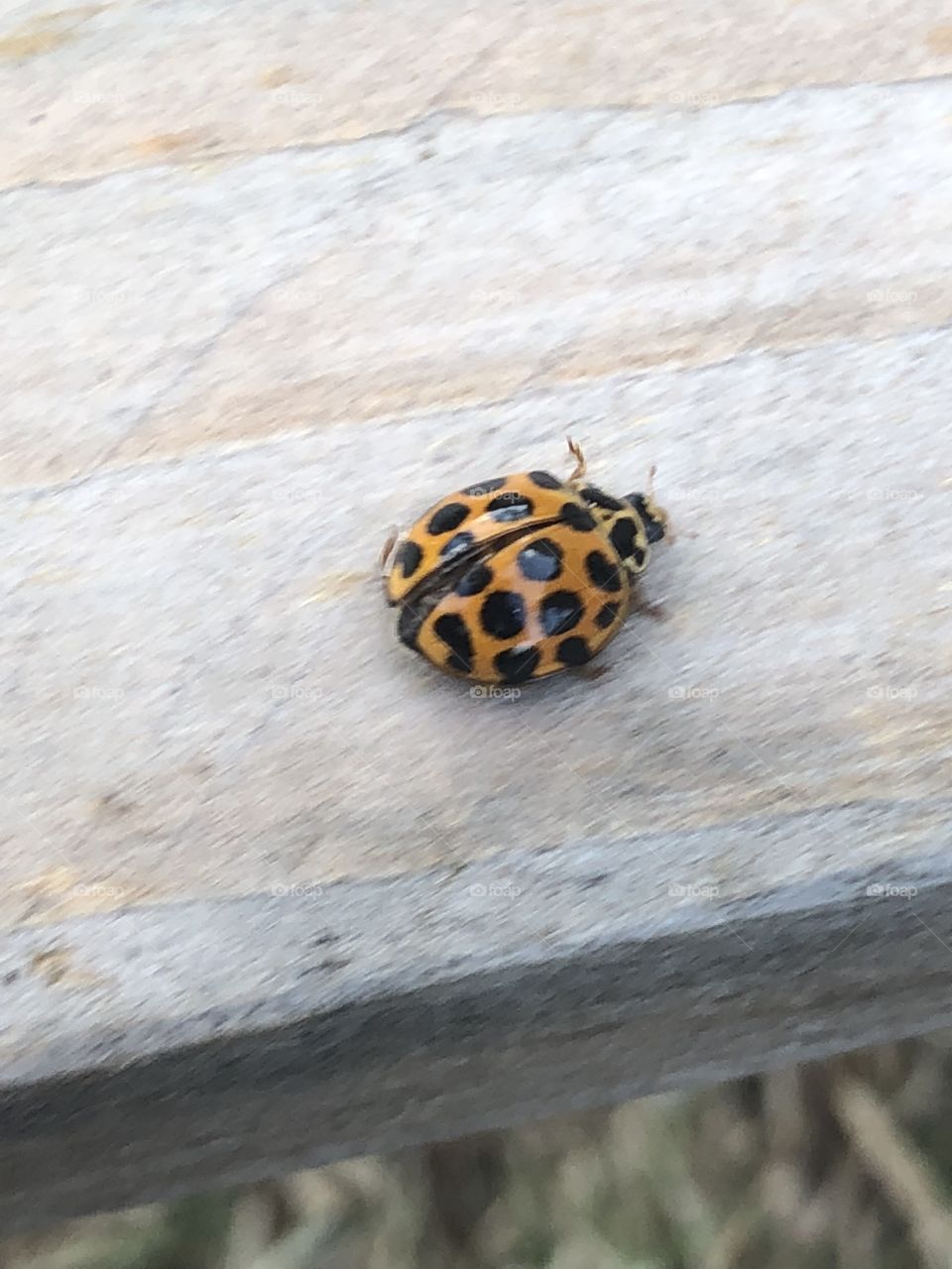 Ladybug 