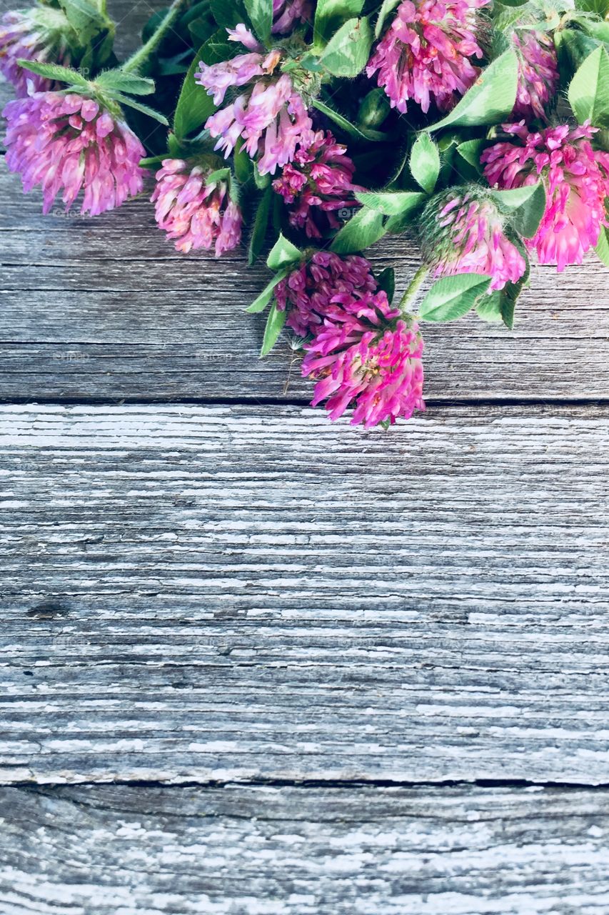 Closeup flat lay of red clover on a weathered wooden surface 
