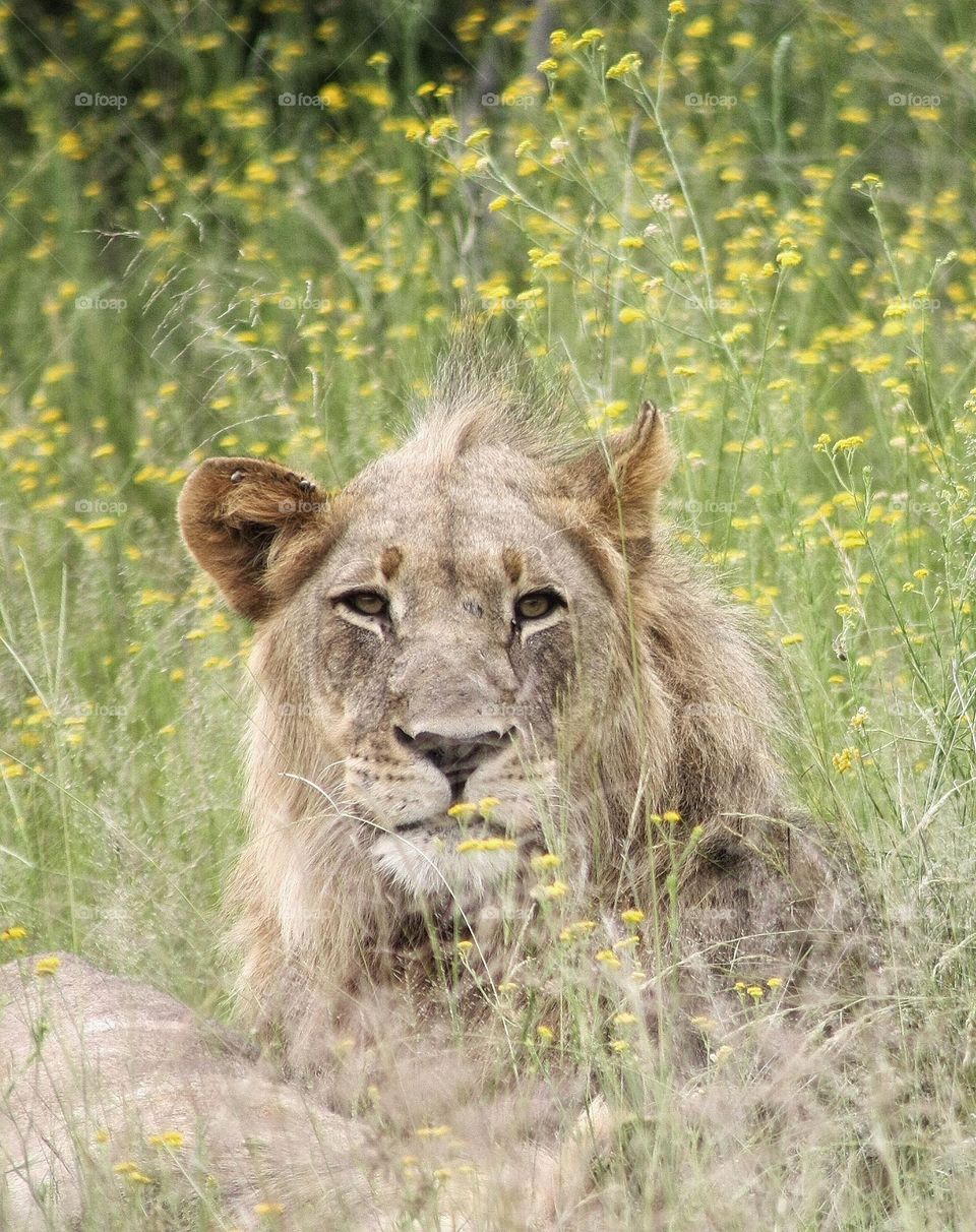 beautiful  young male lion resting in grassland.