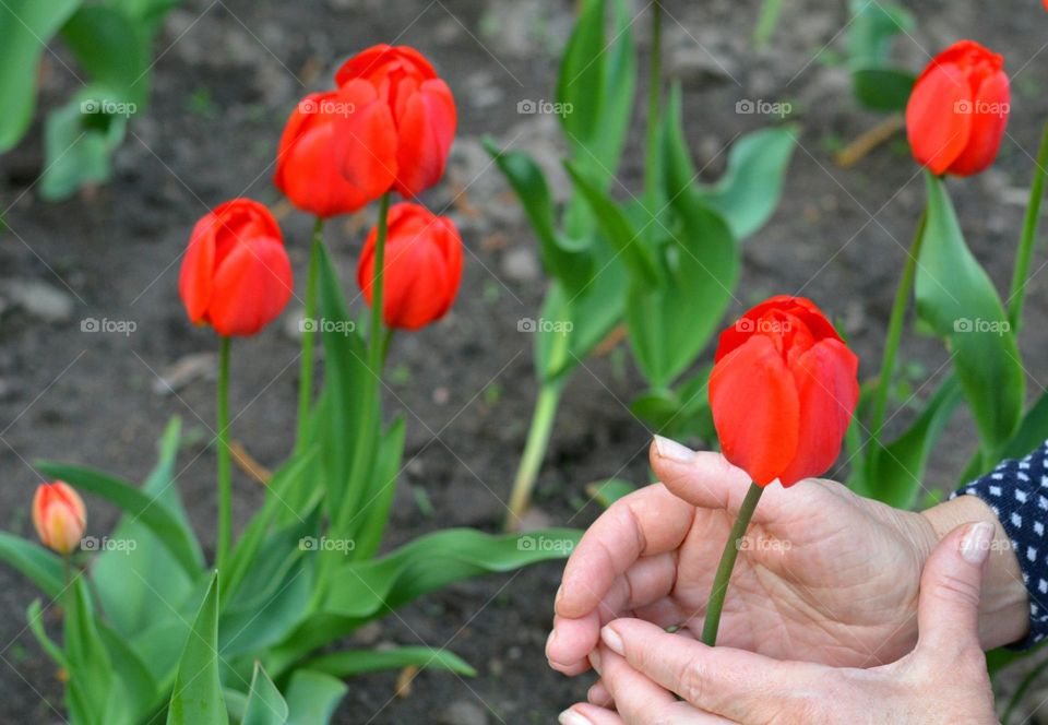 tulips flowers and female hands spring nature