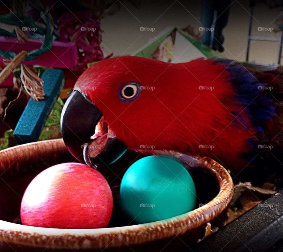 Red parrot Sadie attending eggs.