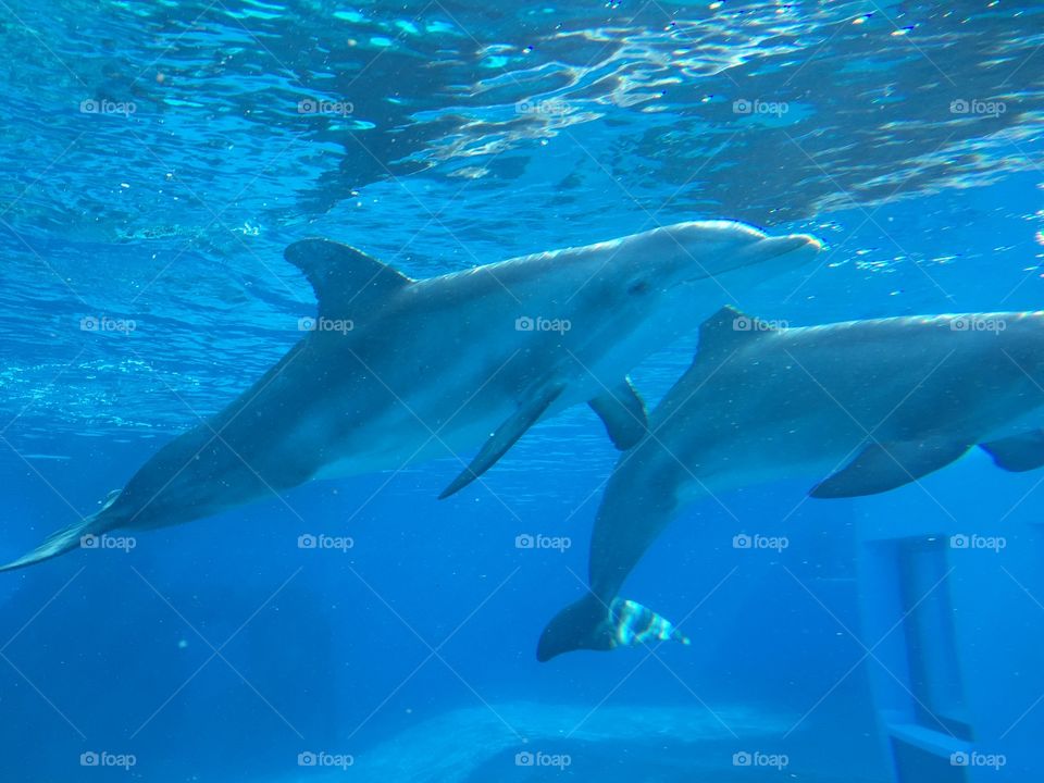 Dolphins practicing their synchronized swimming skills. 