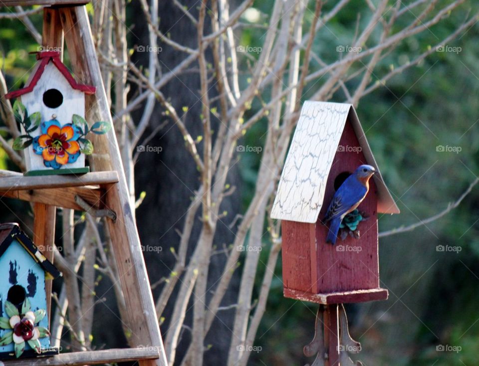 Bluebird Nesting