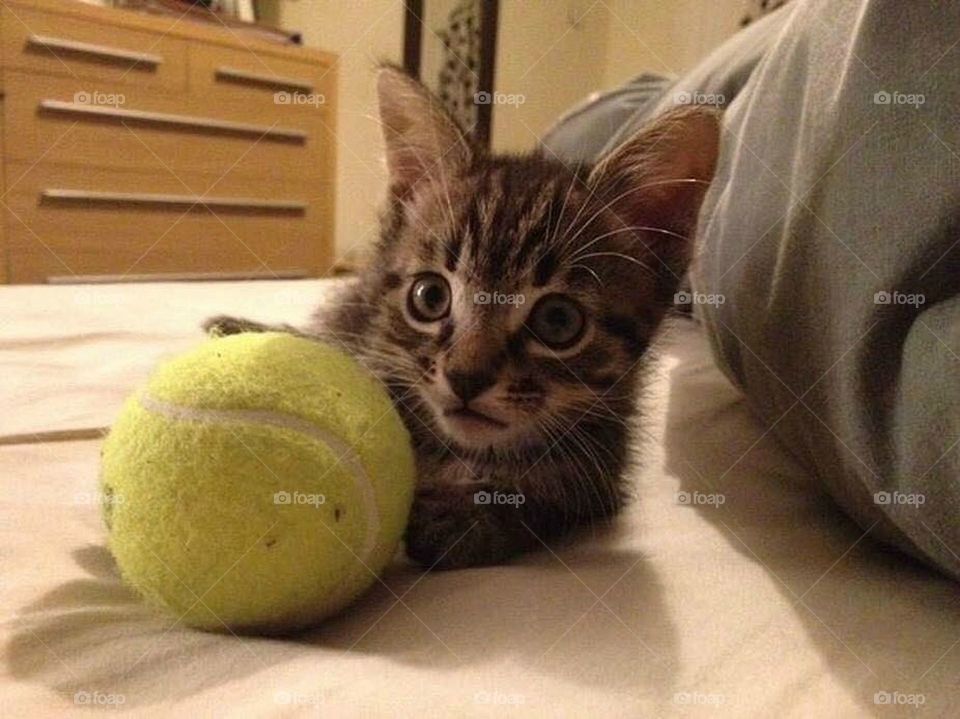 Playful kitten