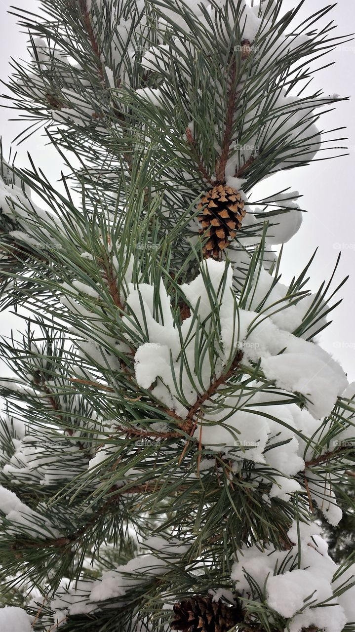 Snow on Pine Branch