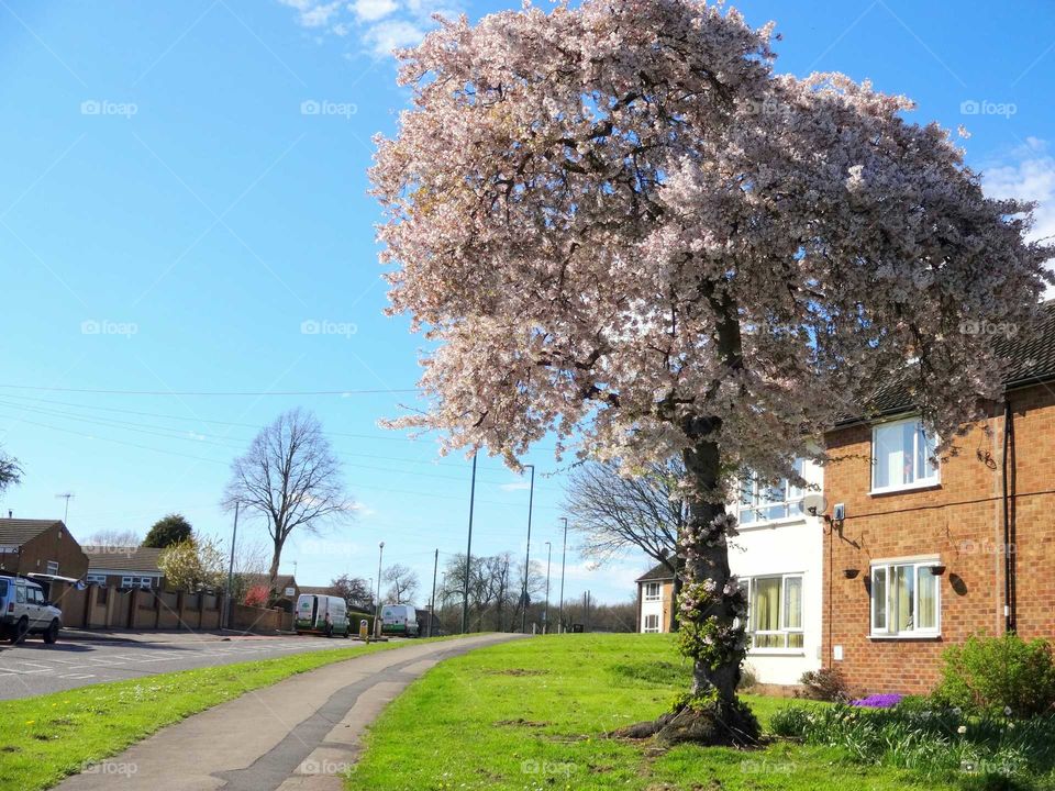 cherry tree