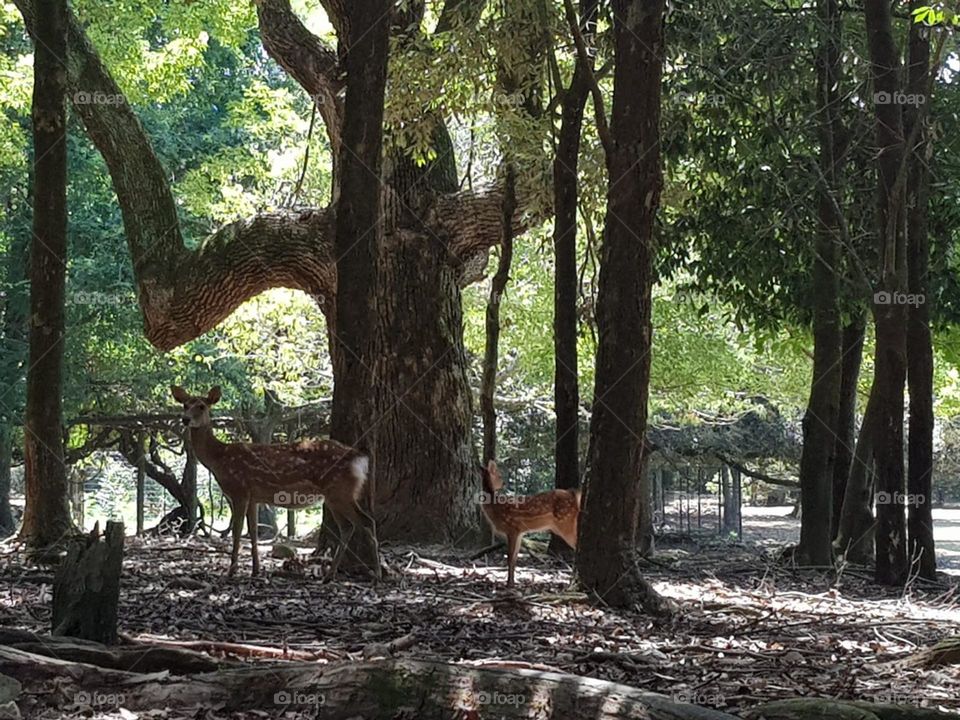 Trees protecting the deers