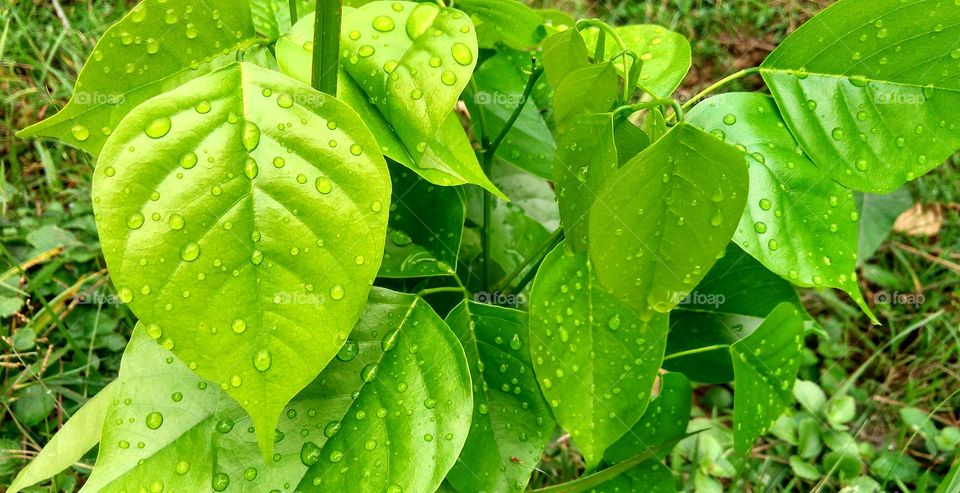 green leaves with dew