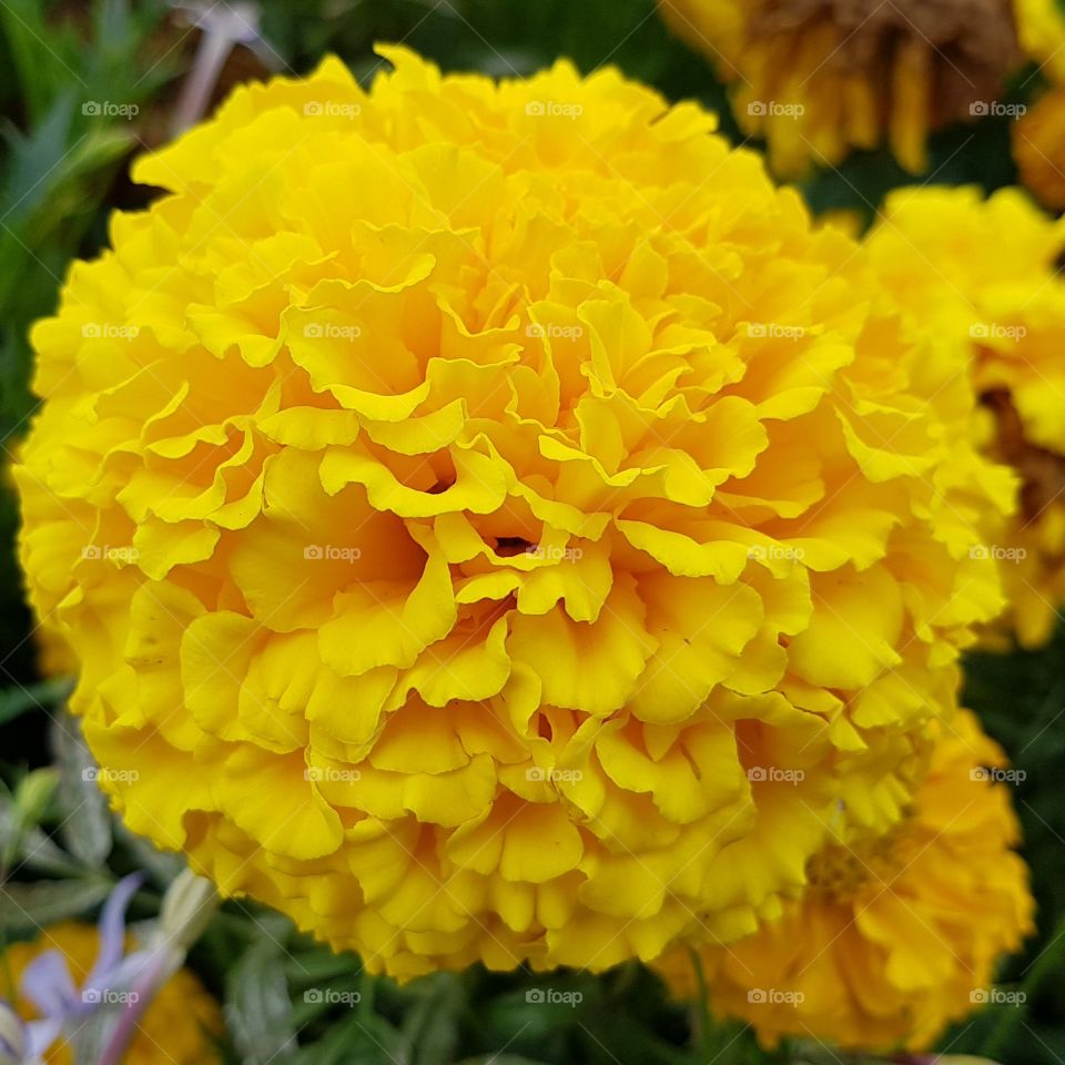 Flower, Nature, Flora, Summer, No Person