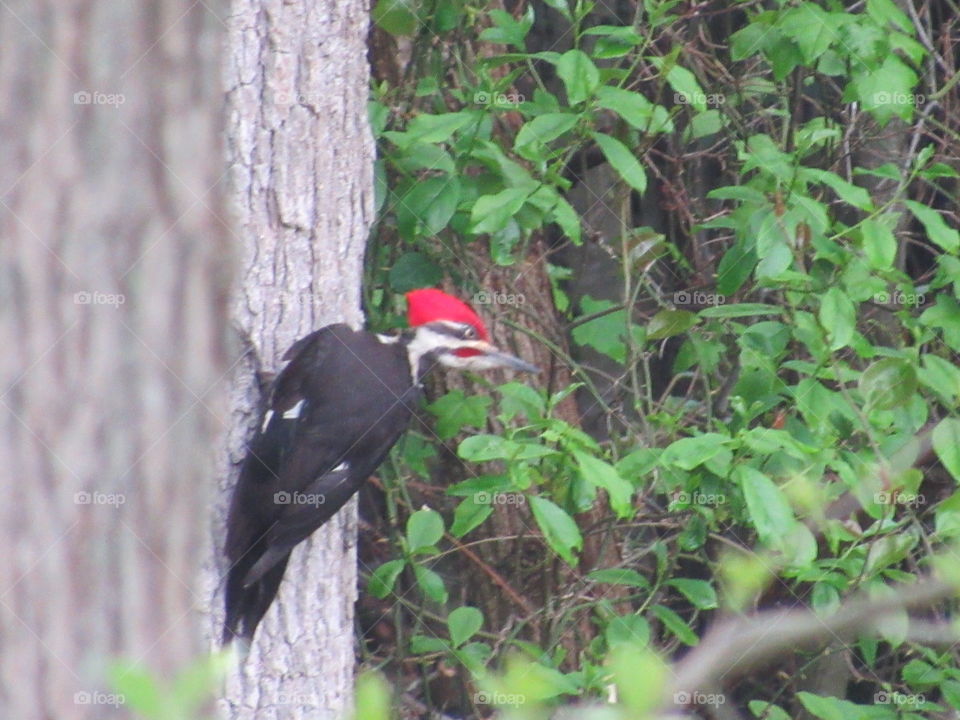Red headed woodpecker