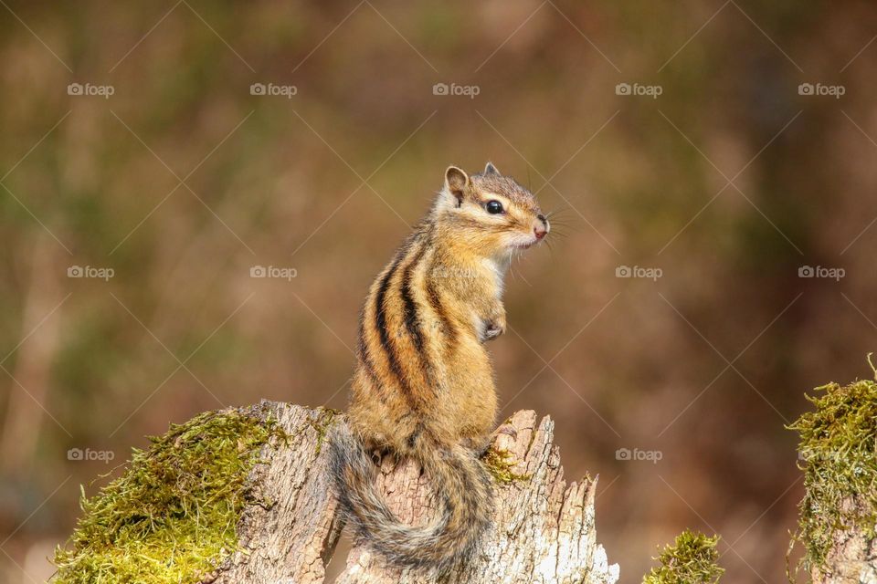 Chipmunk close-up portrait in a forest in Brussels