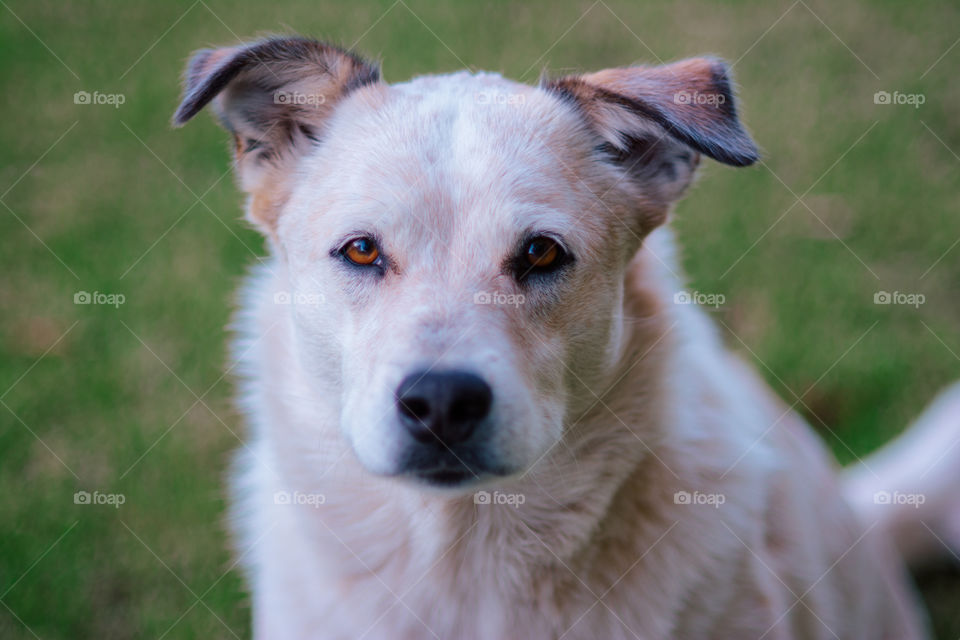 Mixed Breed Cream and Red Dog with Golden Brown Eyes