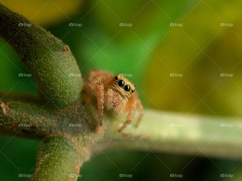 LITTLE SPIDER STANDING ON THE STEM
