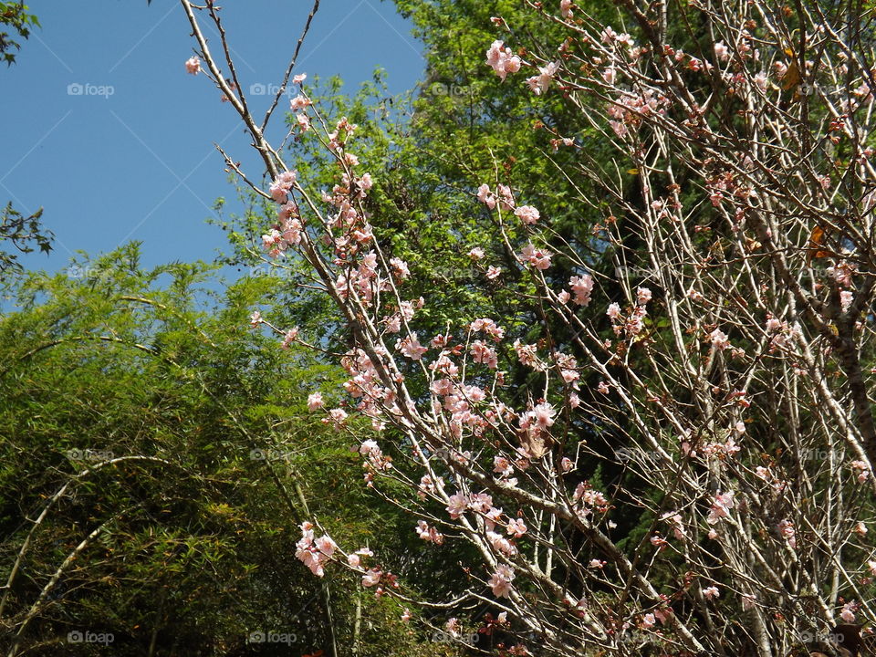 Beautiful sakura cherry blossom in spring over blue sky