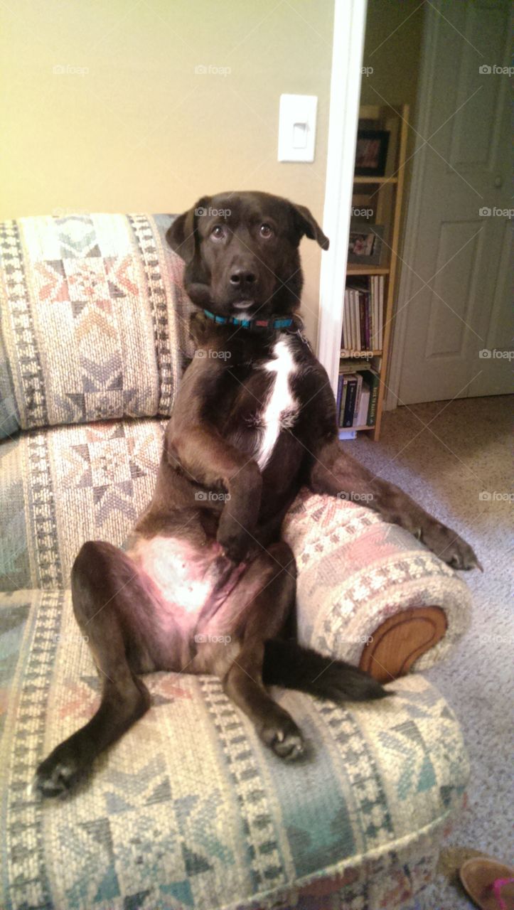 Sitting Dog. My dog sitting on the couch like a human