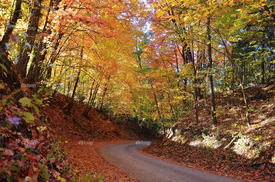 Winding road. Winding road through fall foliage