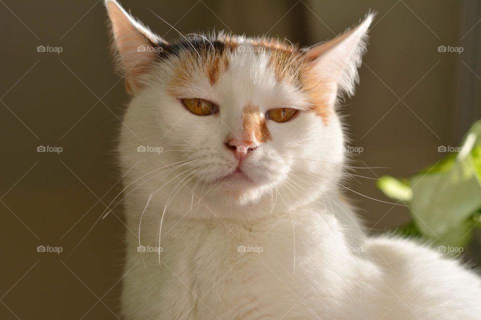 cat 🤬 anger emotions portrait close up