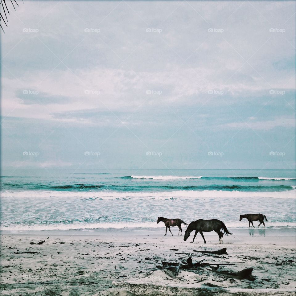 3 horses on the beach 