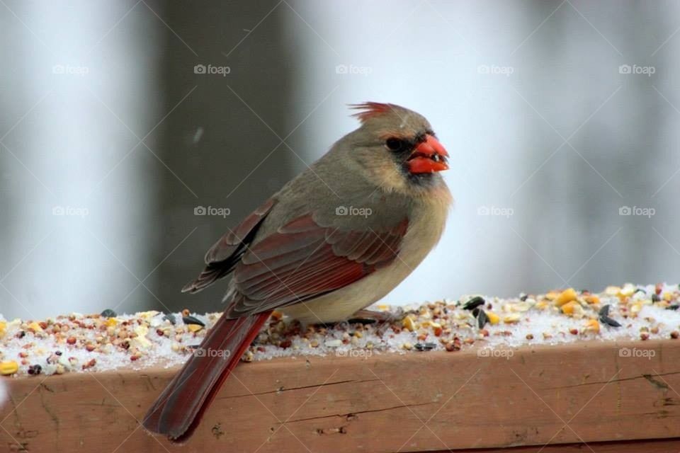 Mouthful cardinal 