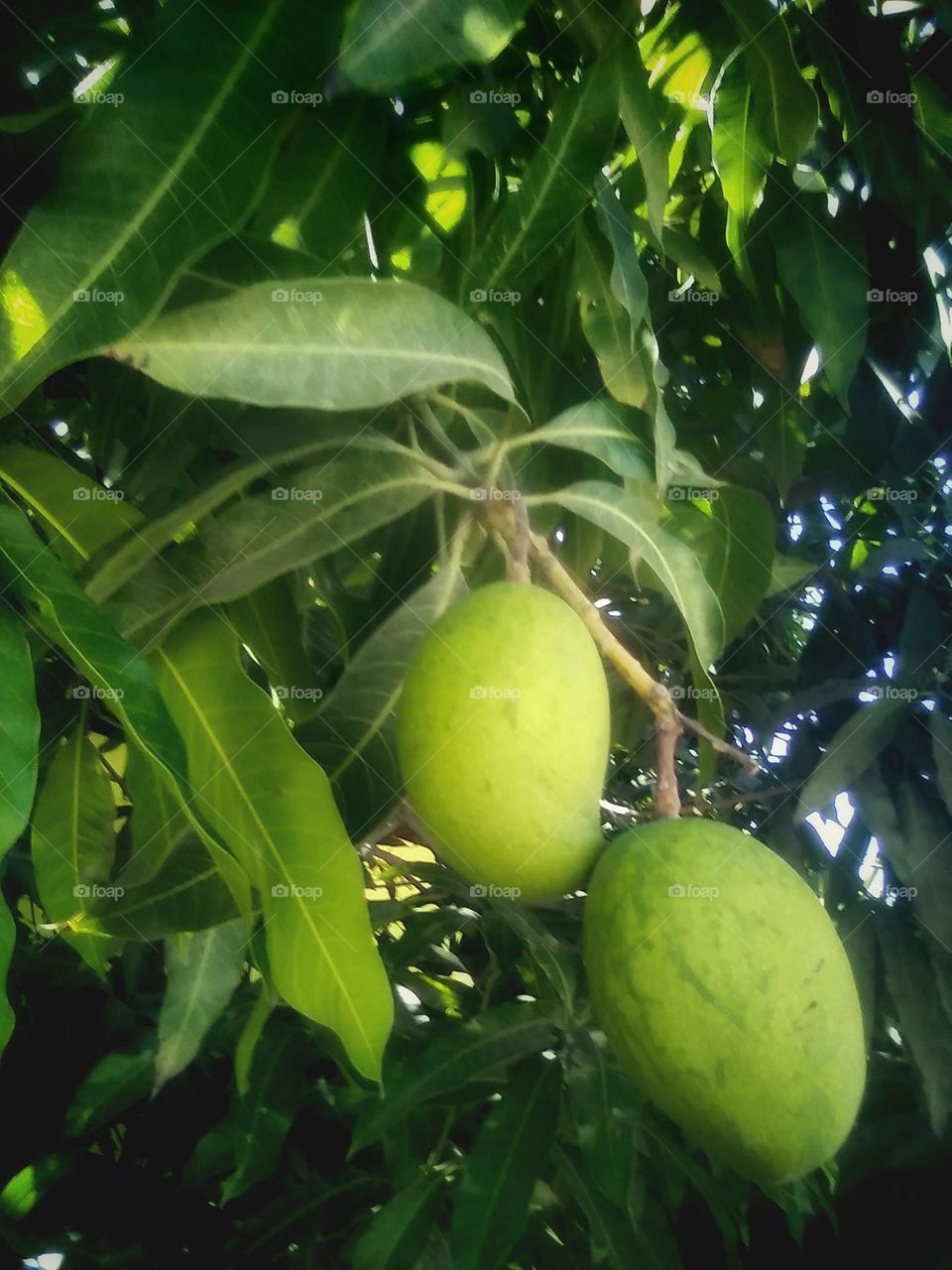 Green Mangos