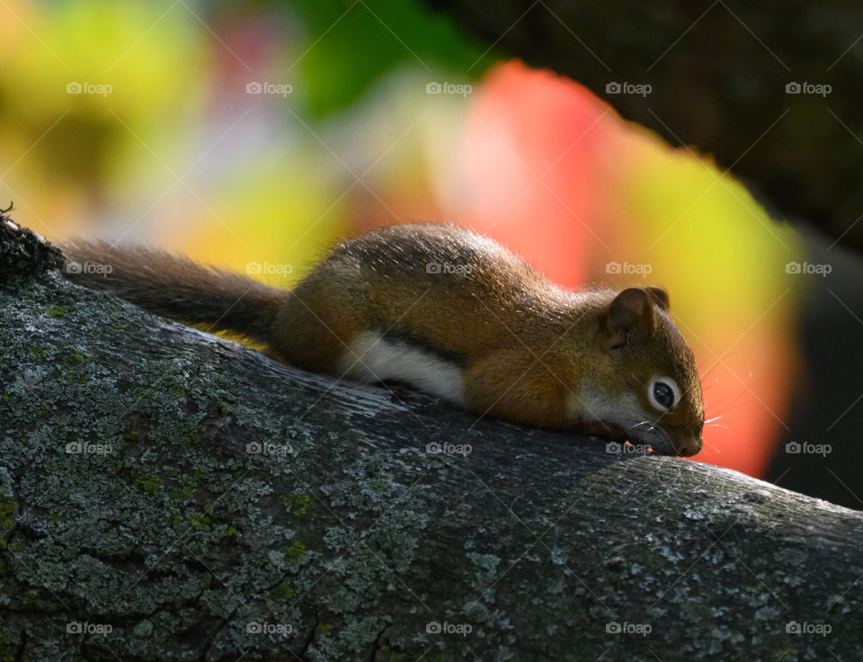 Red squirrel trying to sleep