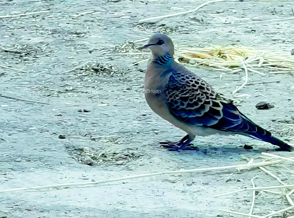 wild bird