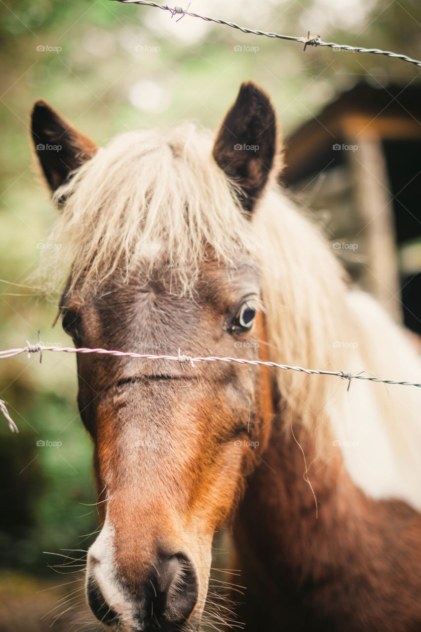 Red brown horse in the middle of the forest