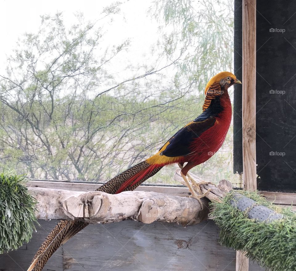 Chinese Golden pheasant male bird