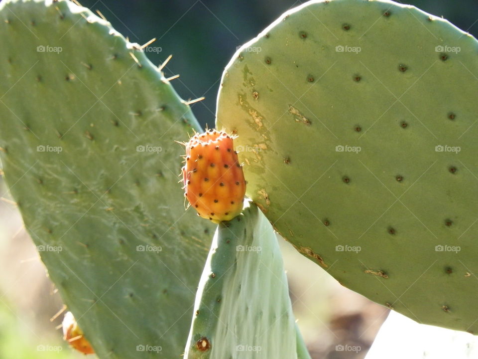 cactus plant