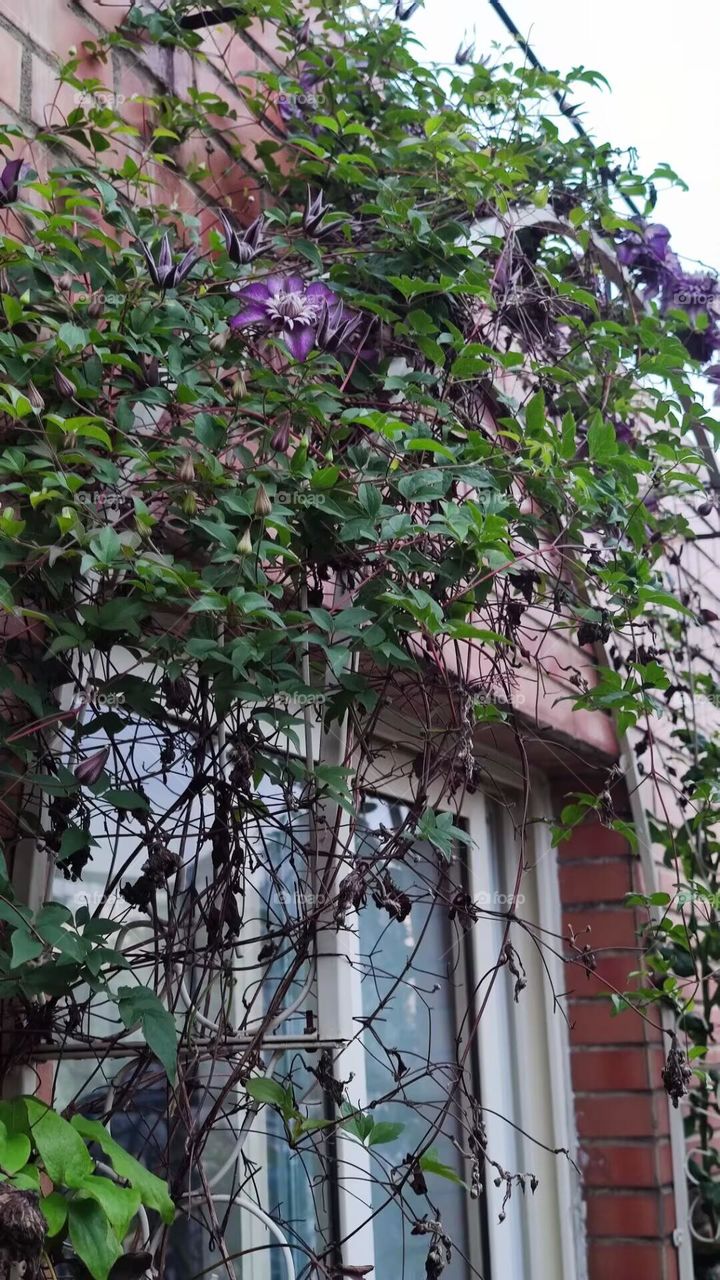 Clematis in autumn