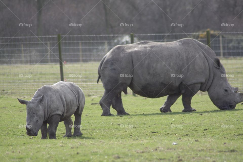 Rhinoceros 