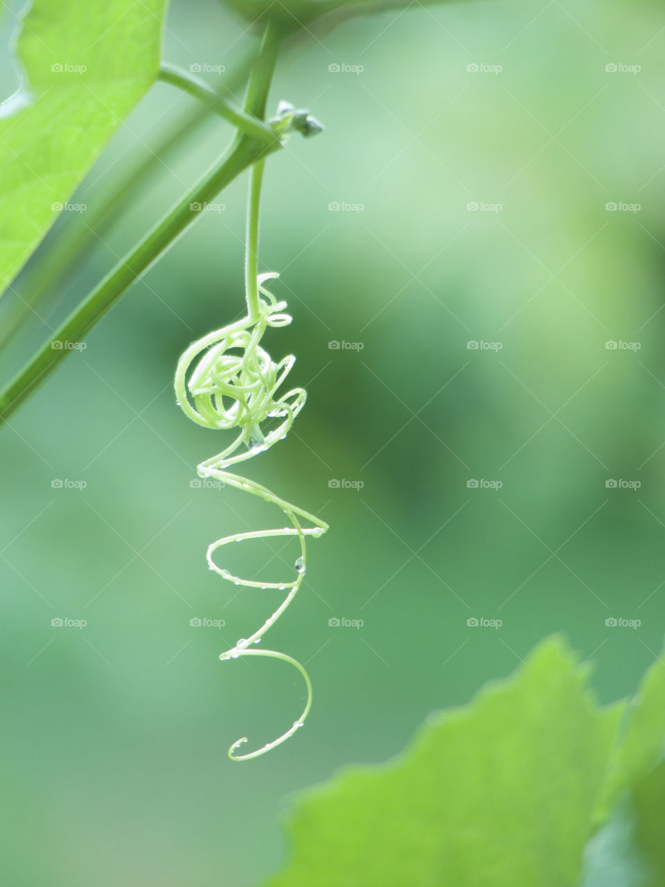 A green vine tendril against a green background which is blurred