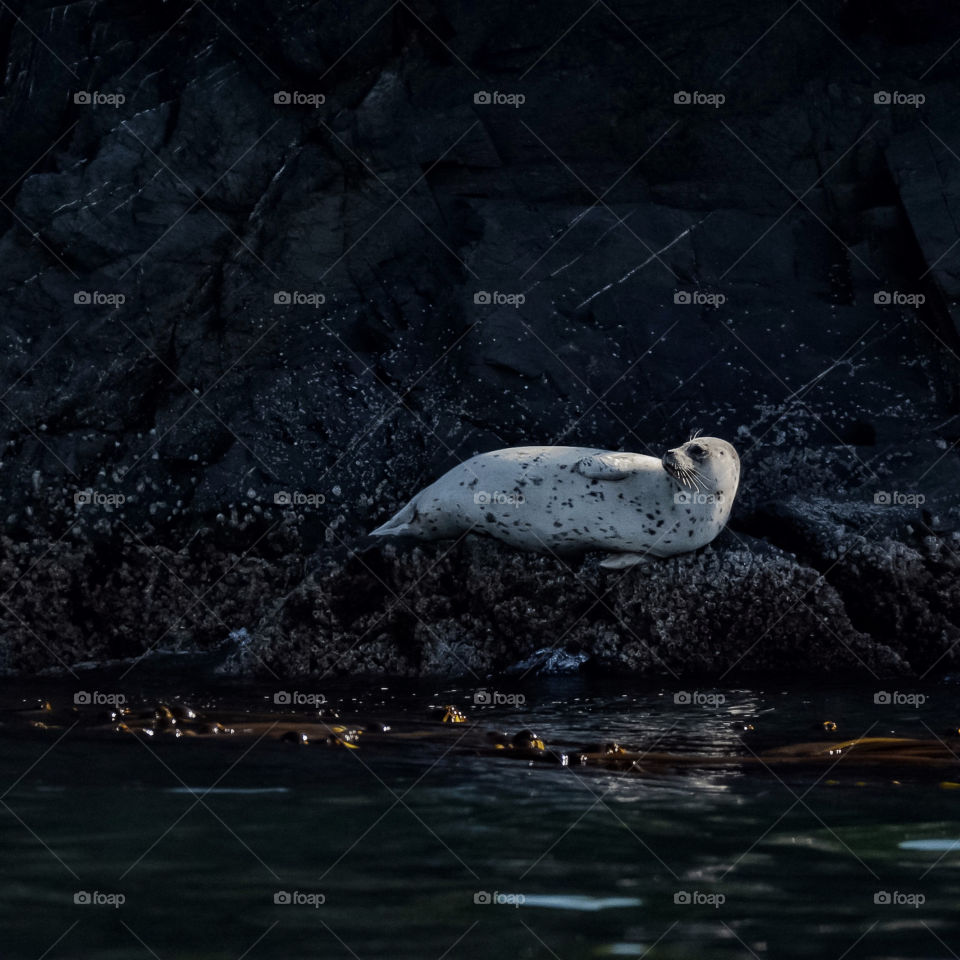 Harbor seal in the shadows