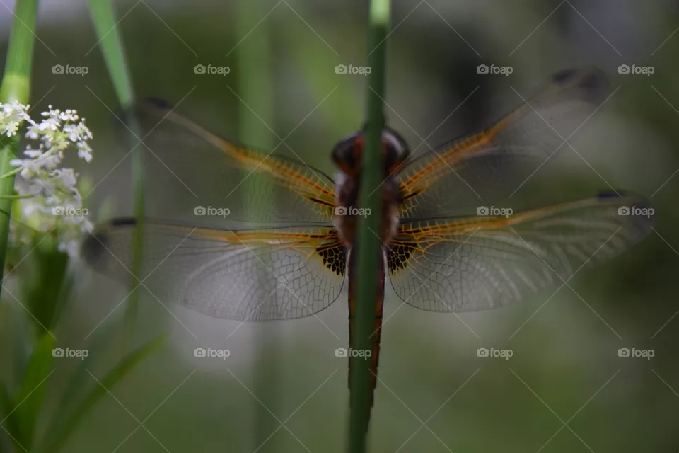 Libelle am Grashalm