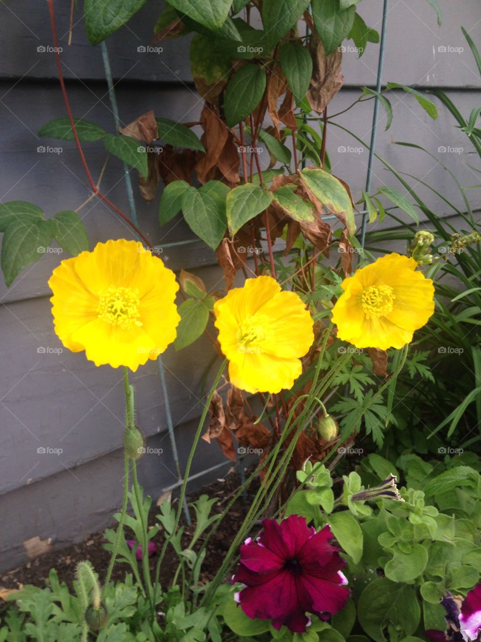 Yellow poppies 