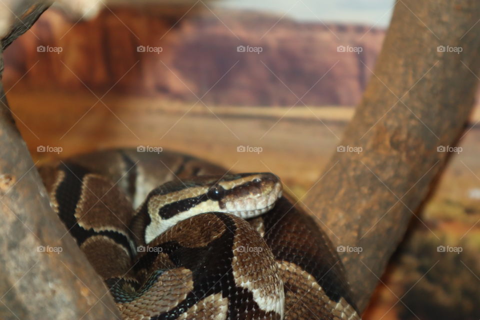 This is a snake at the zoo!