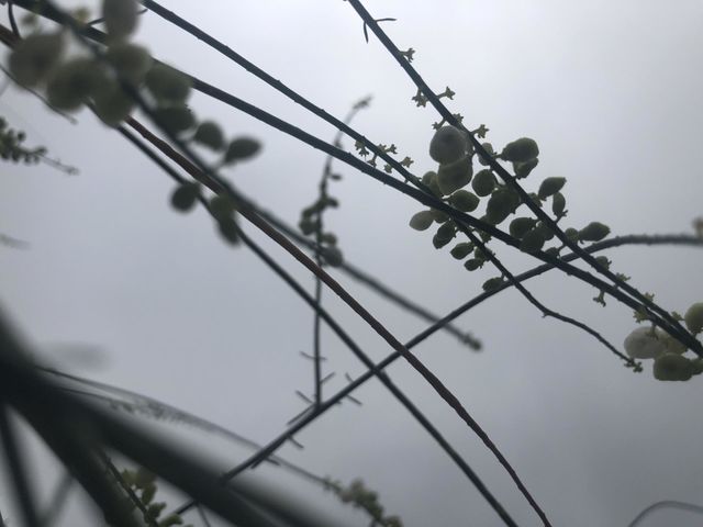 white flowers, flowers, green, sky, twigs, picture of green twigs, plant