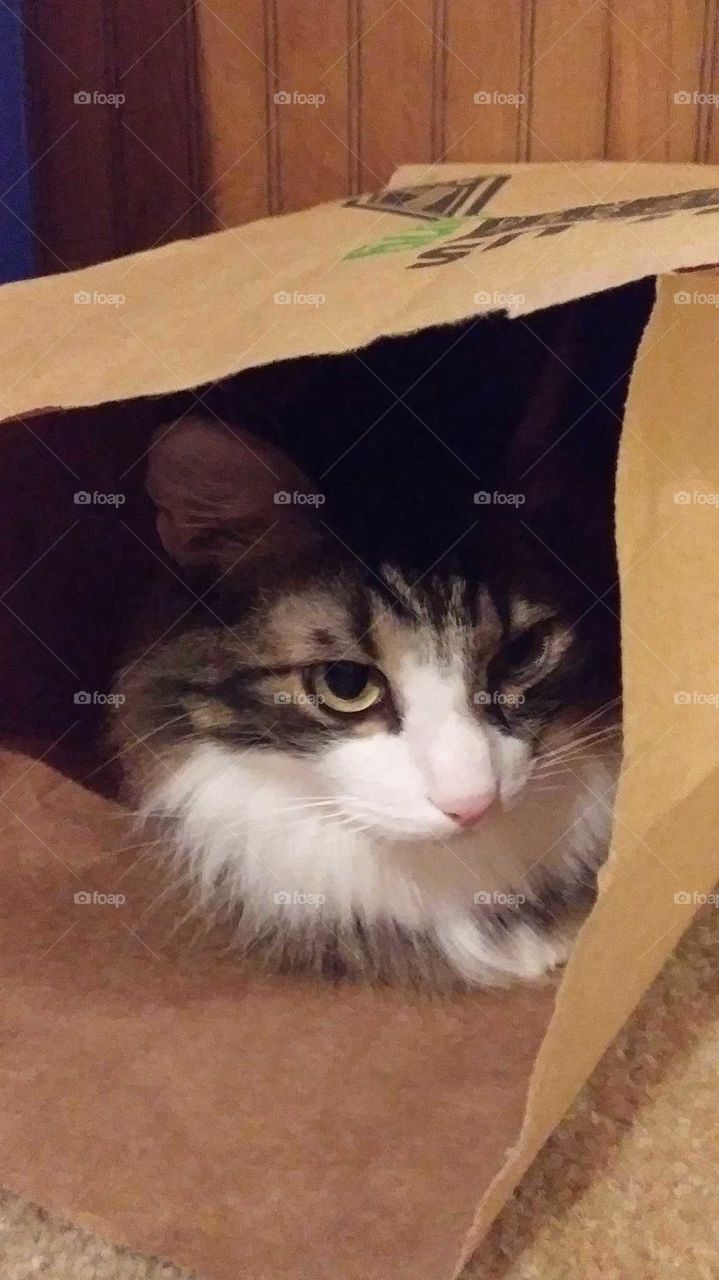 bagged cat