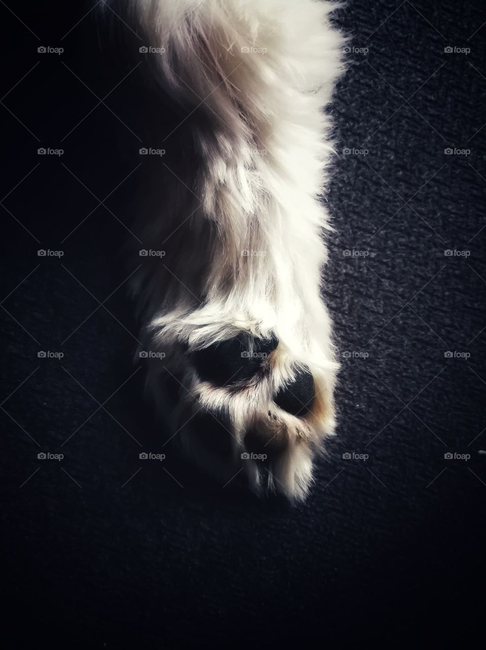 Dogs paw with white fur