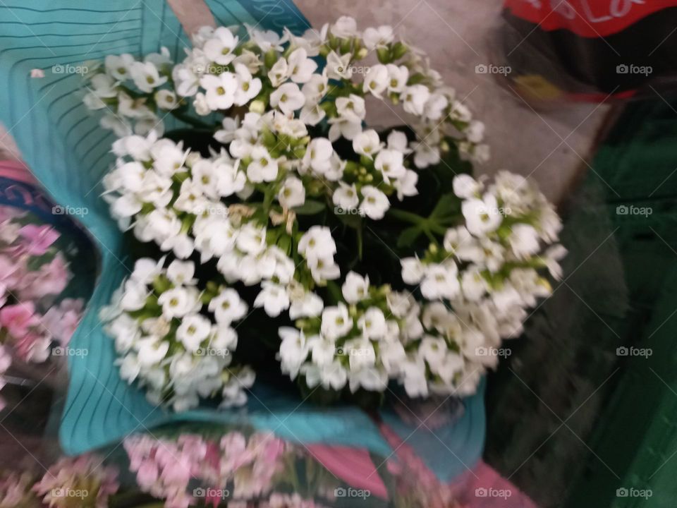 Kalonche  a flor-da-fortuna e da felicidade.. Suas flores podem ser  simples  ou dobradas,  ambas com um mix de cores diferentes e, com grande durabilidade