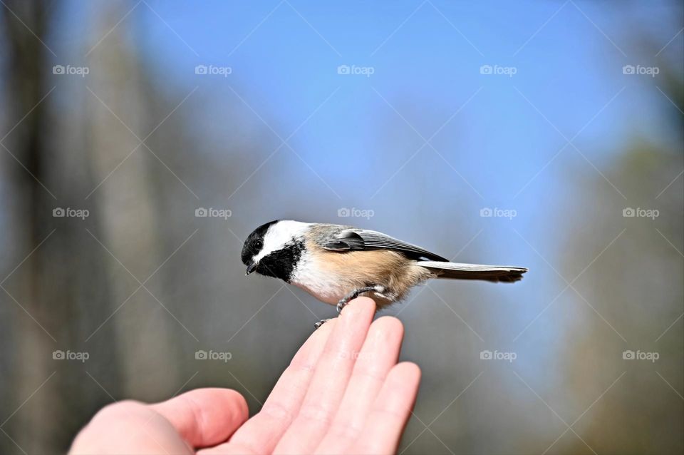 A friendly chickadee landed on my hand