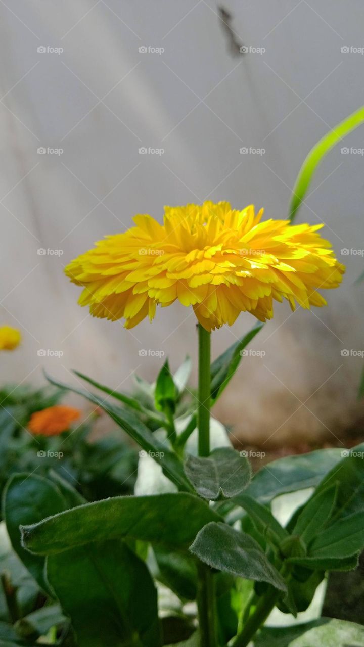 Pot marigold, also known as calendula , it is native to the africa, shoot at wed, 2 mar, 2022, 12:00 pm, lucknow india.