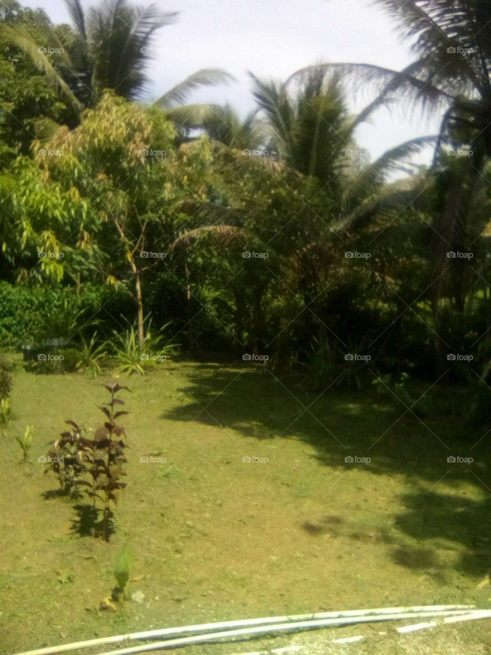 Hi love great fruits trees they make me never go hungry if they' was no fruits trees we never eat an have life