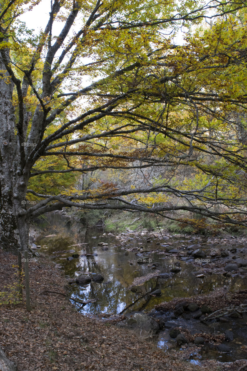Mysterious stream im autumn forest