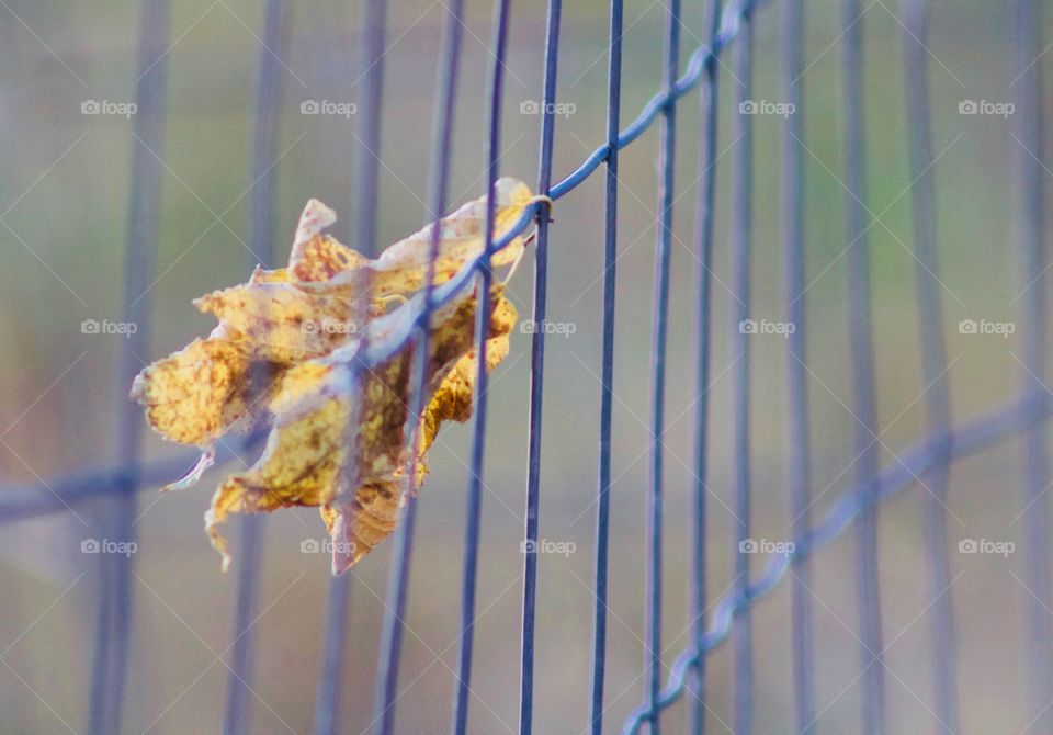 A fallen leaf trapped in wire fencing
