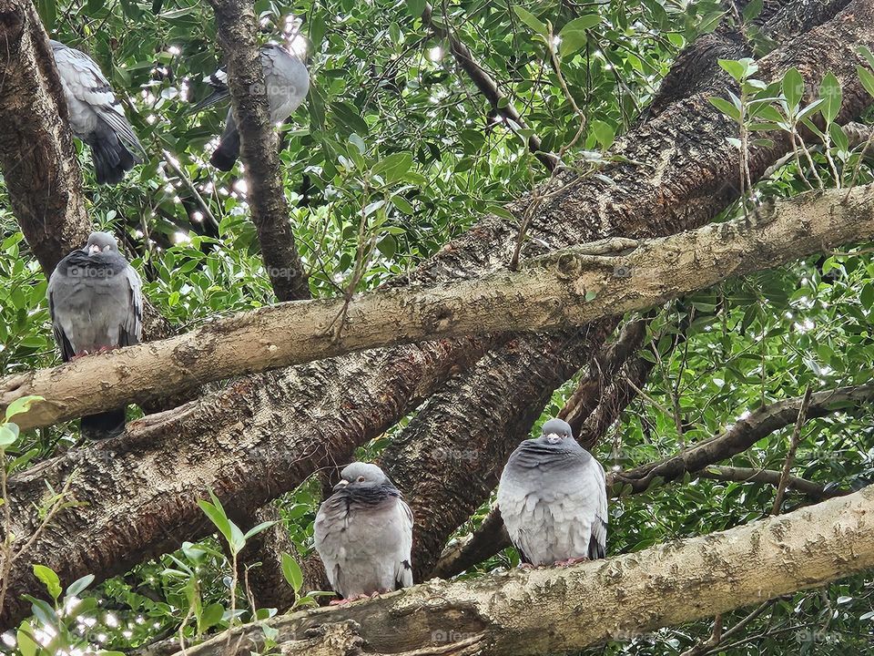 Pigeon resting on tree