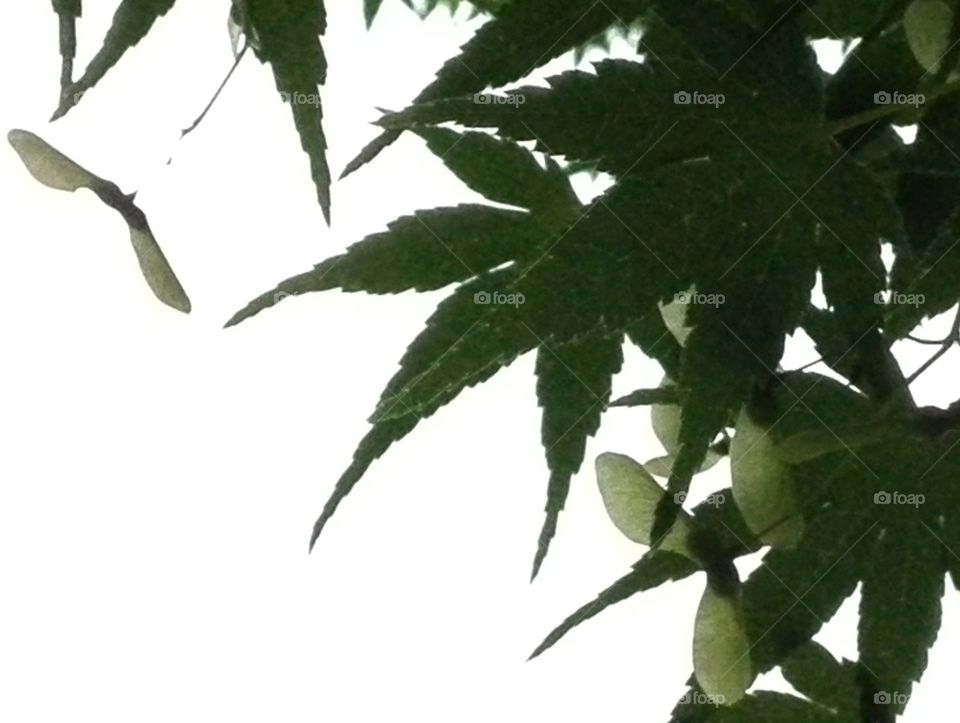 Maple leaves backlit