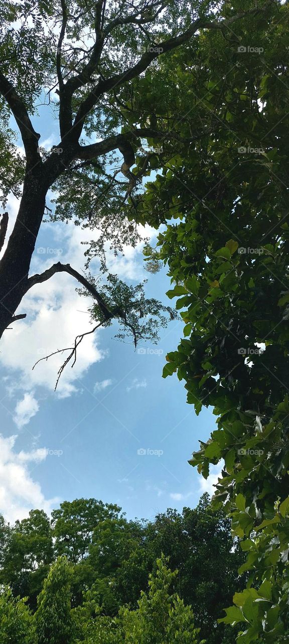 Leafy Embrace: Framing the Infinite Sky