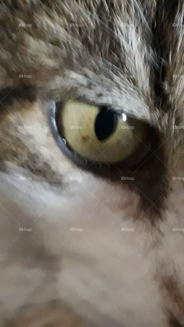 Cat's eye