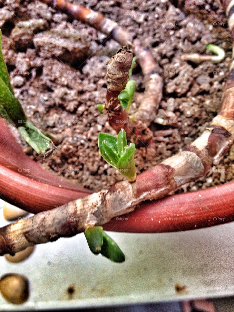 Budding aloe Vera plant in spring. New life